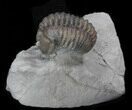 Curled Flexicalymene Trilobite From Ohio #35133-1